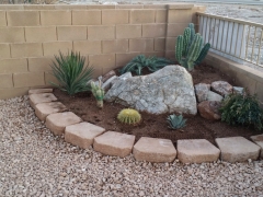 Cactus Landscape